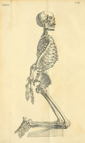 aus: William Cheselden, Anatomy of the Human Body. Stiche von Gerard Vandergucht, London 1750, S. 58