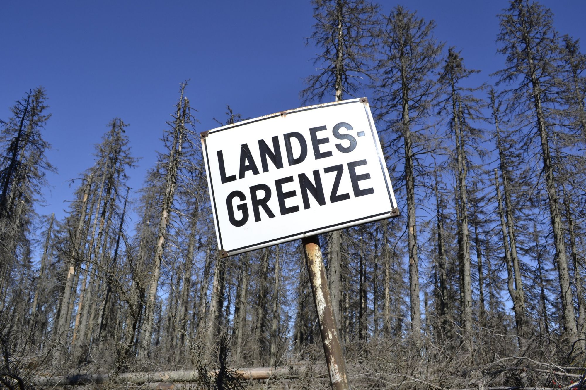 Dead trees in Bavaria and Czechia; Wikipedia Commons