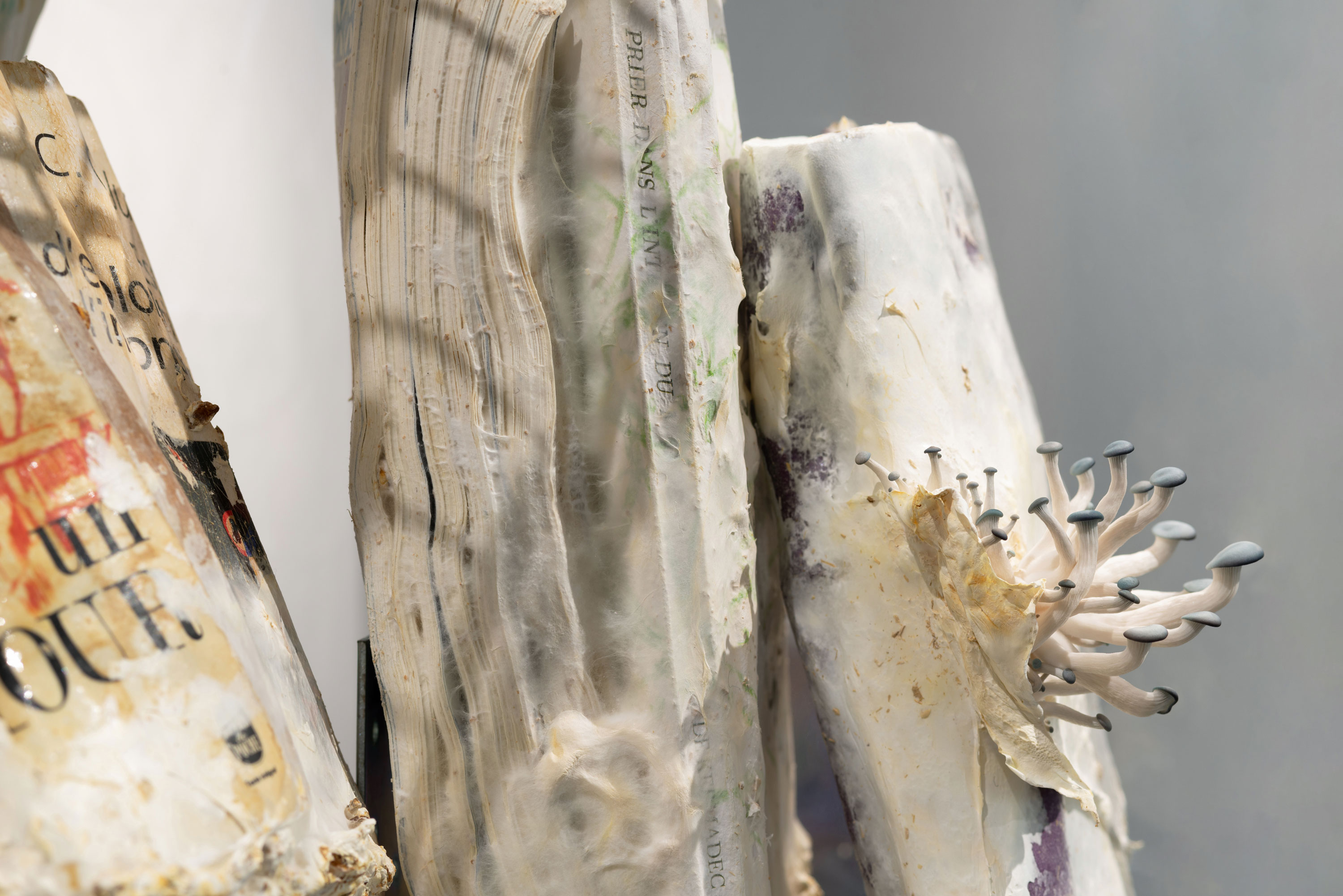 SPORA. Rotting Unconscious, Ausstellungsansicht ifk, 2025 © Foto: Jana Ehls